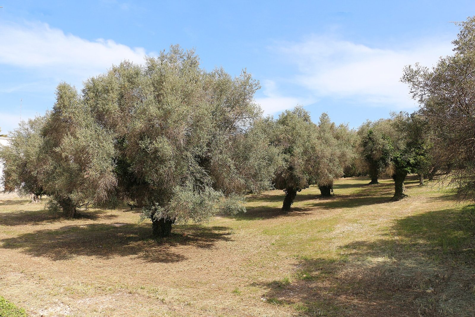 Un oliveto nel paesaggio rurale di Ostuni.