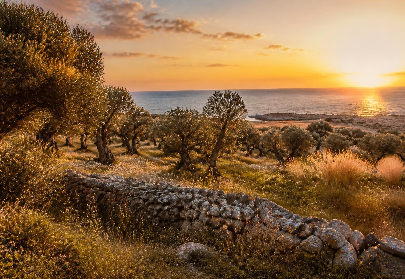 Olive groves overlooking the Adriatic sea